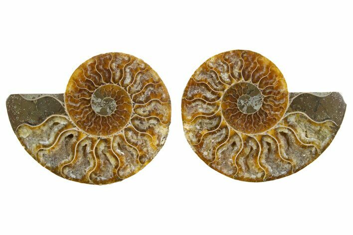 Cut & Polished, Agatized Ammonite Fossil - Madagascar #344149